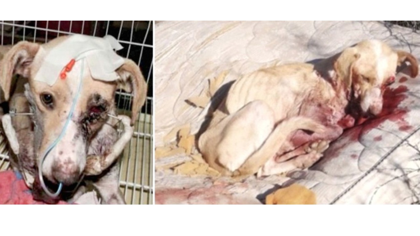 Justice for Milagros â€“ punish cop that shot mother dog and her babies!