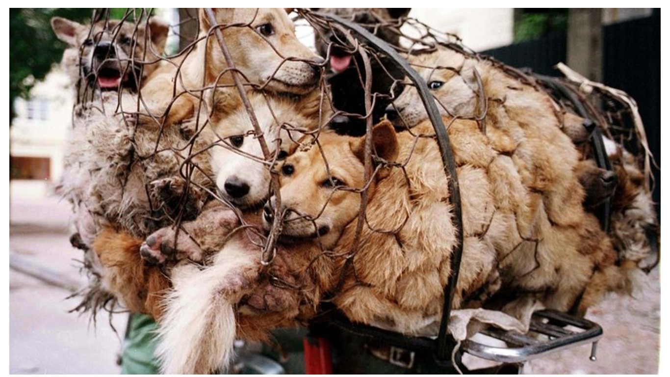 Chinese dog meat festival starts in 7 days â€“ help shut it down now!