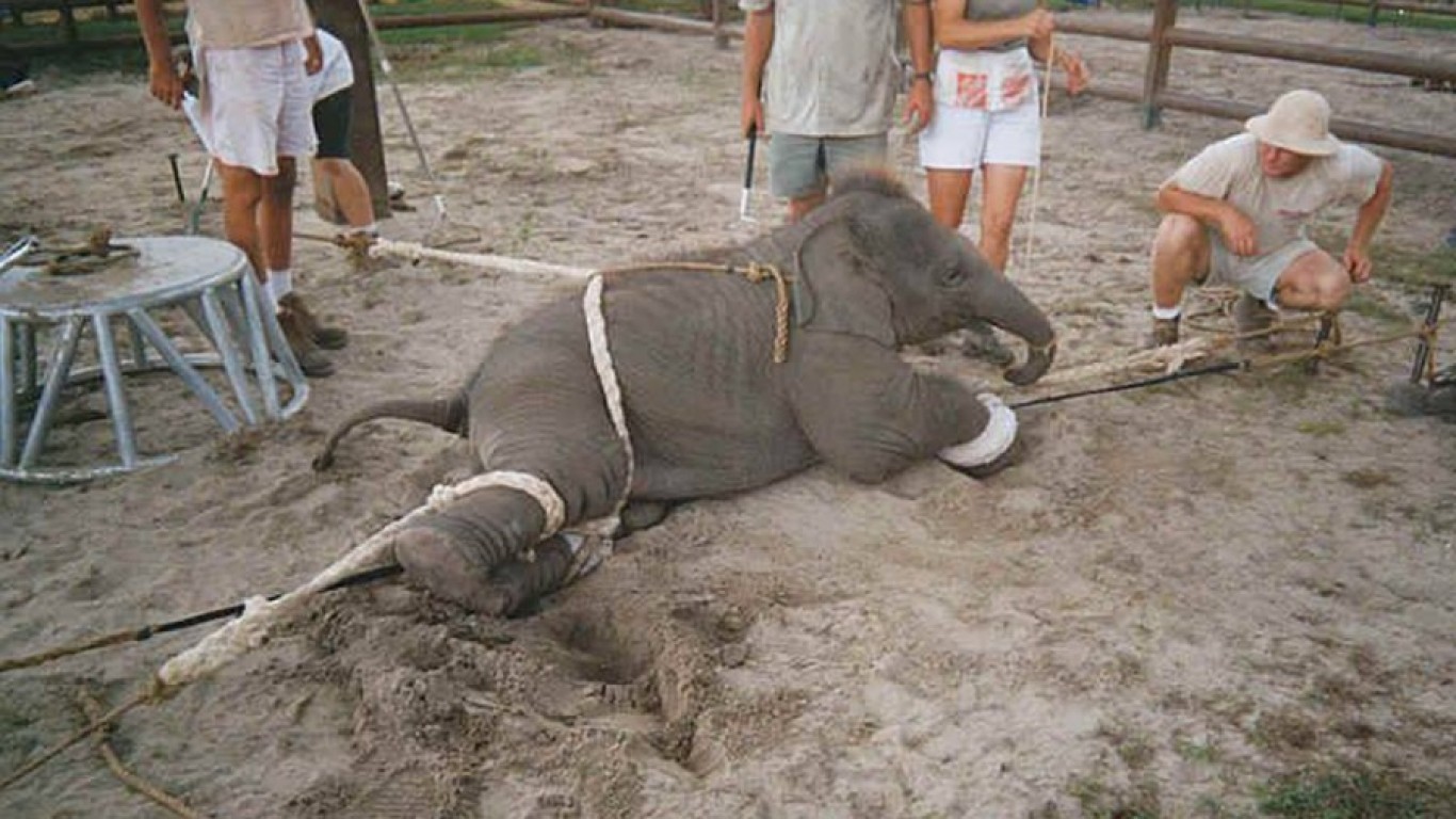 Stop the abuse of wild animals in circuses!