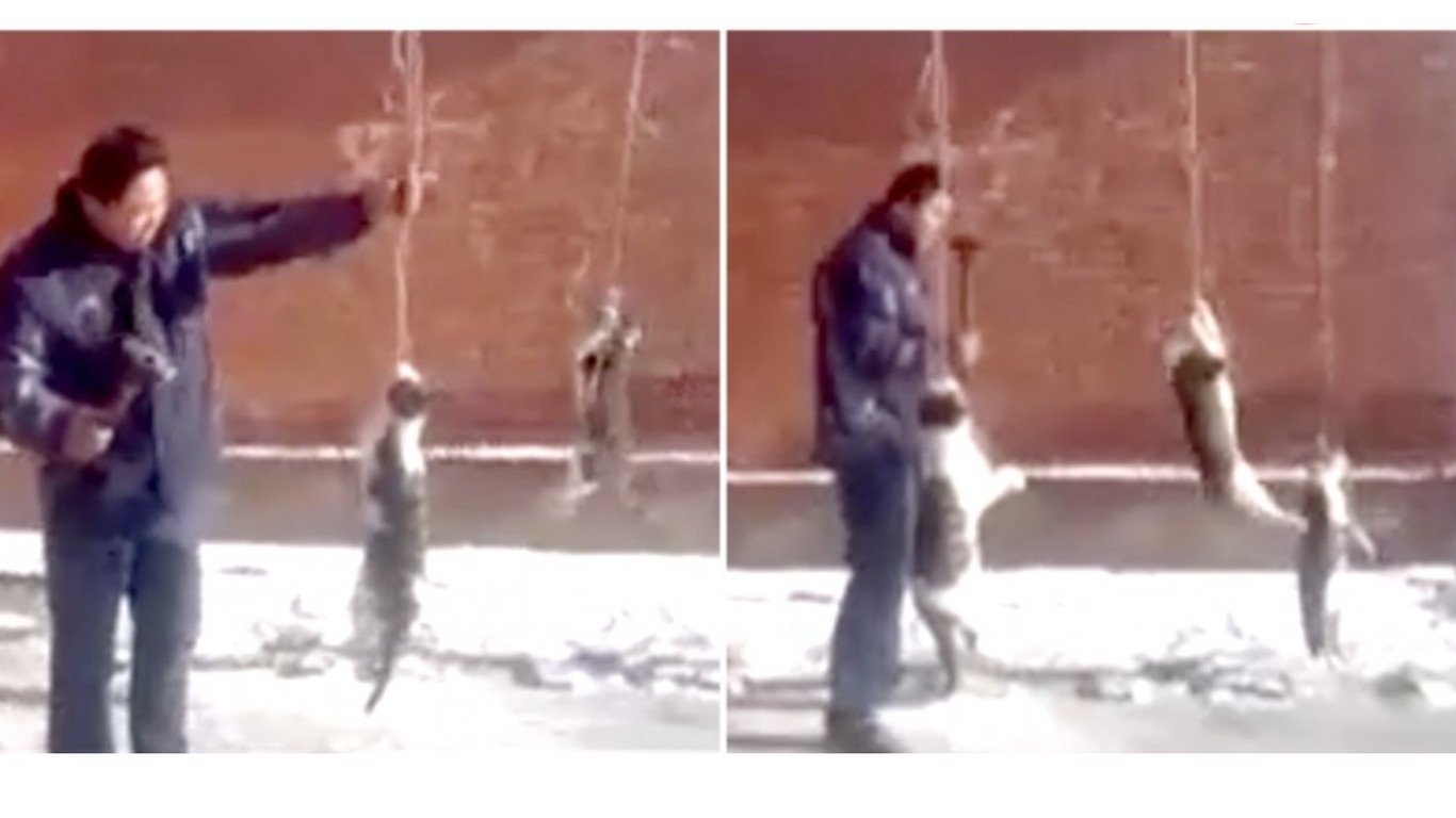 CHINA: Cats hung and hit with hammers by laughing men! Support animal rights now!