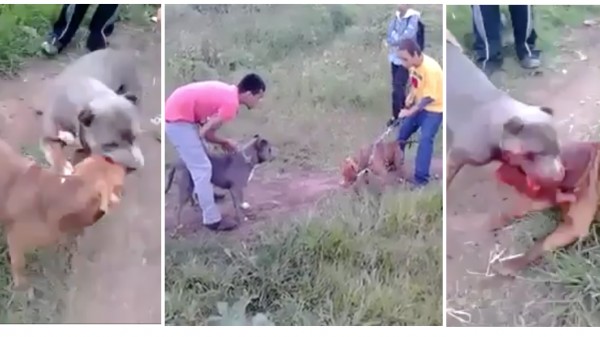 Demand crackdown on dog fights in Mexico!