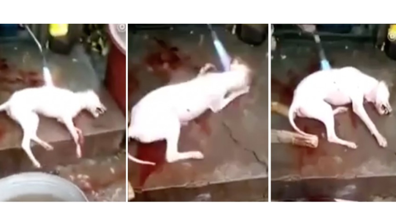 Prevent the dogs of Vietnam from being roasted alive for their meat!