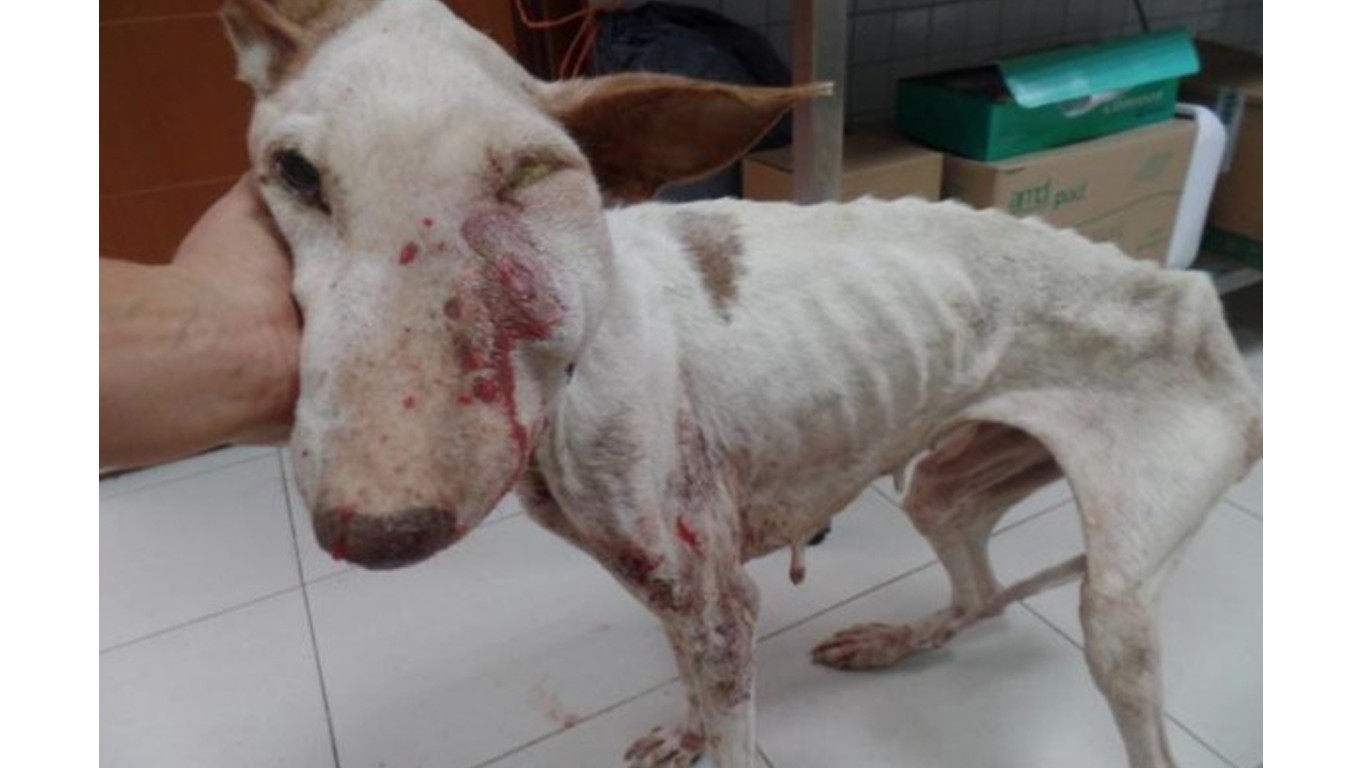 Justice for Santa â€“ dog neglected for months by his owner!