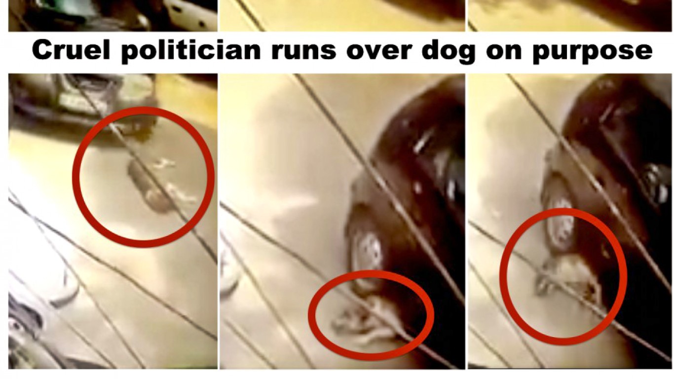 Politician that ran over stray dog with his SUV must be held accountable!