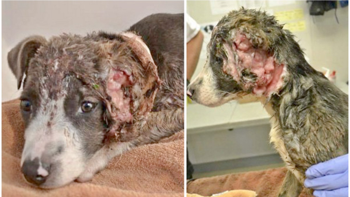 Justice For Stuart â€“ 3-month-old puppy used as bait for fights!