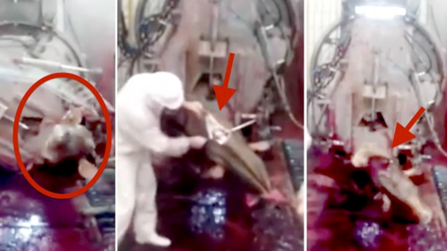 Stop cruelty to animals in unlicensed abattoirs in China!