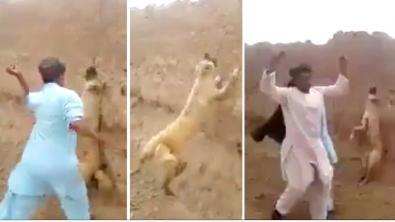 Apprehend men who strapped dog to wall, hit him with stones and laughed!