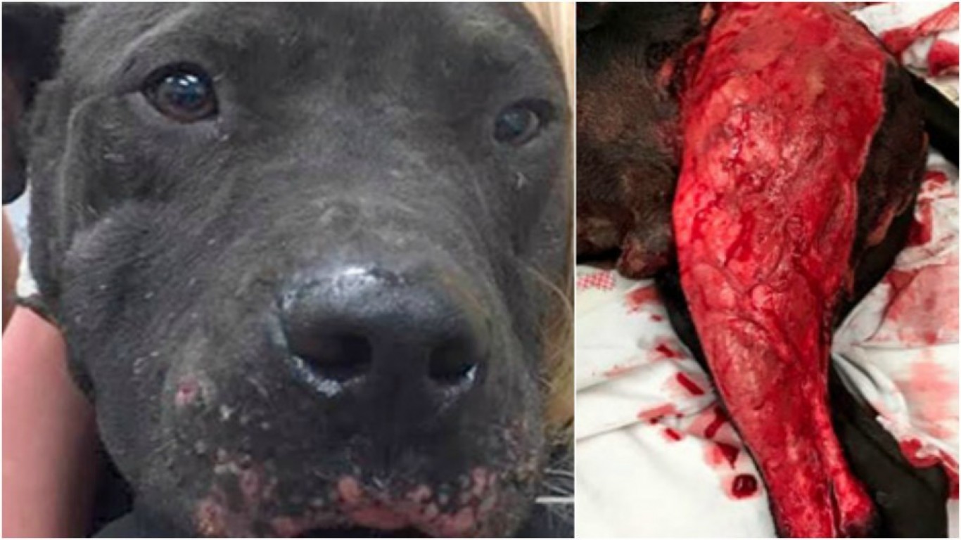 Justice for Stark â€“ cruel people pour acid over harmless dog!