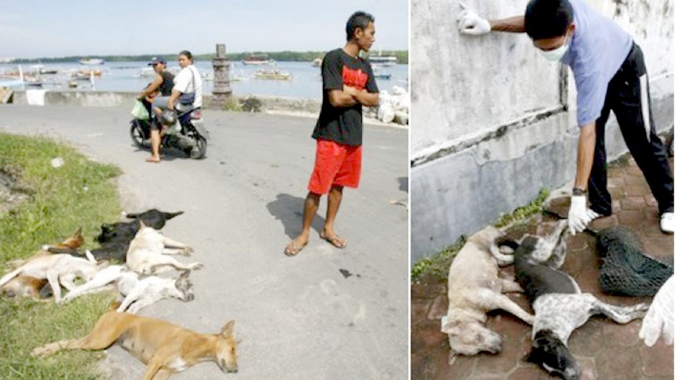 Stop the euthanasia of stray dogs in Bali!