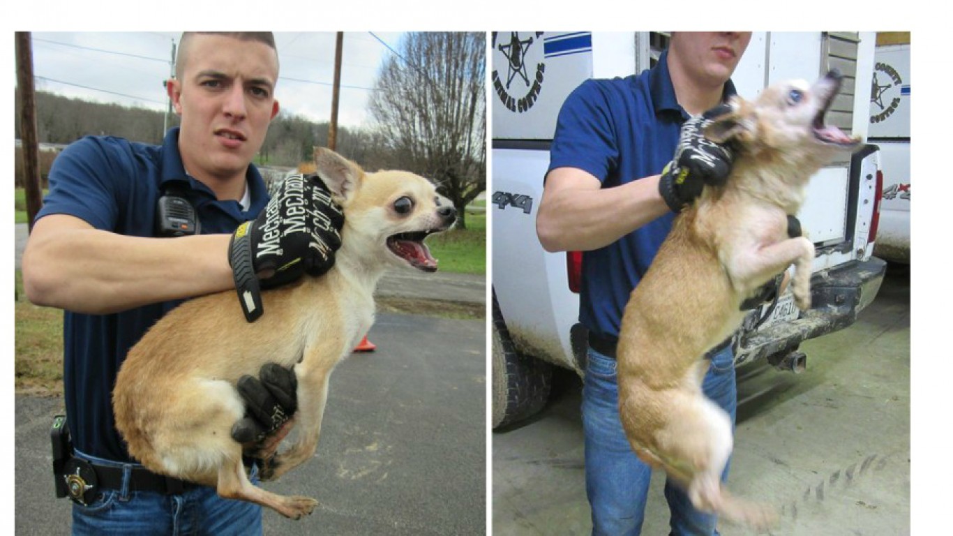 Fire And Prosecute Animal Control Officer That Abused Dogs On Duty!