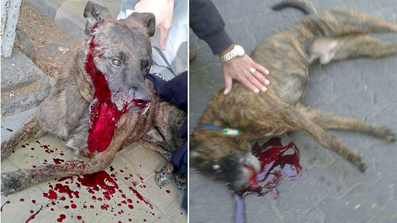 Justice For Tiger â€“ cruel people stuff fireworks in his mouth and set them off!