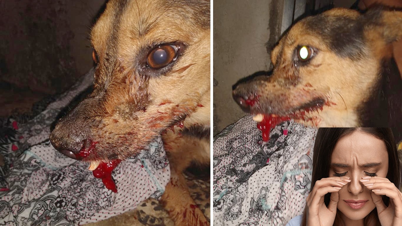 Cowards stuff fireworks in tiny dogâ€™s mouth and blow up his teeth â€“ sign now!