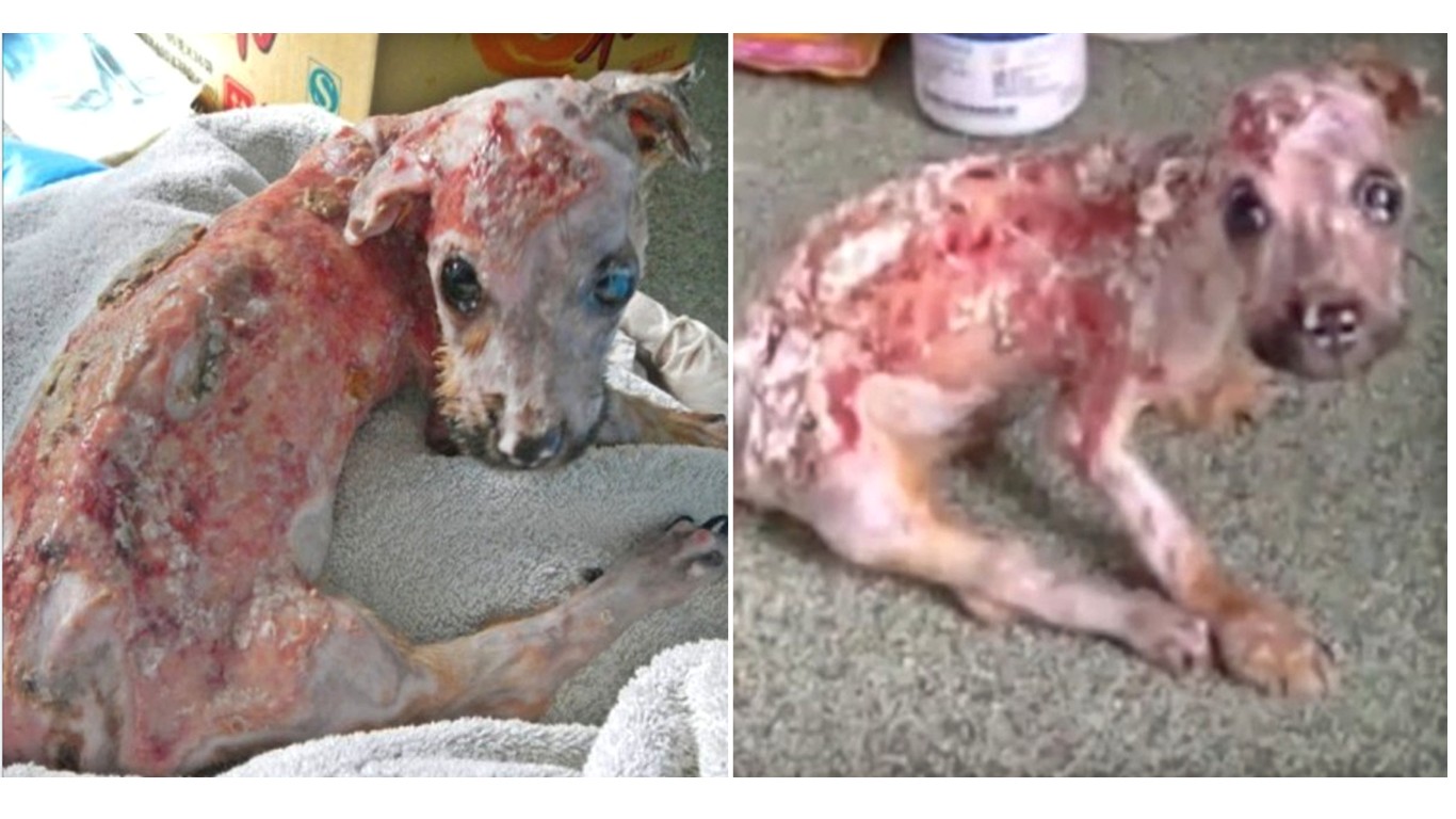 Owner pours boiling water over puppy for chewing cellphone. Support Tuffy's Law Now!