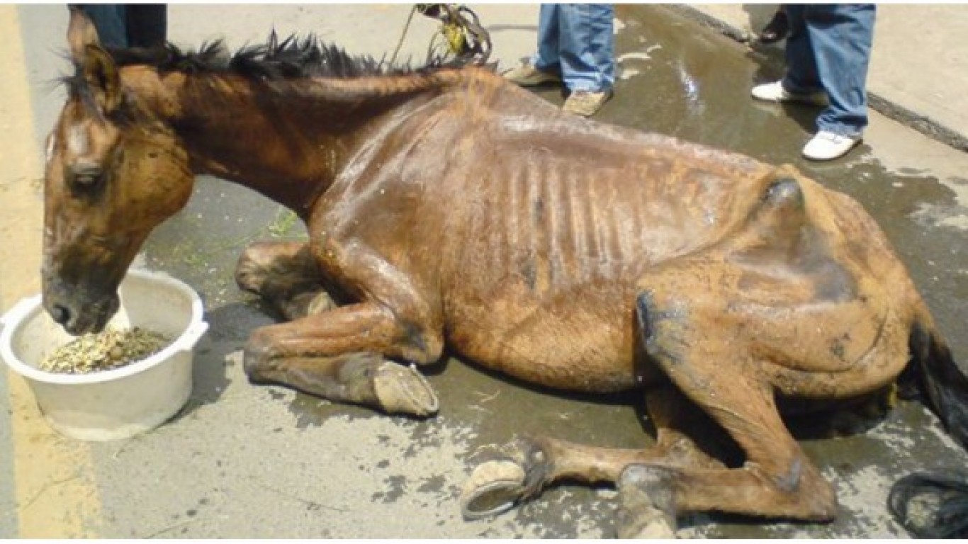 Prevent the horses of Rio from being forced to work all day to exhaustion!