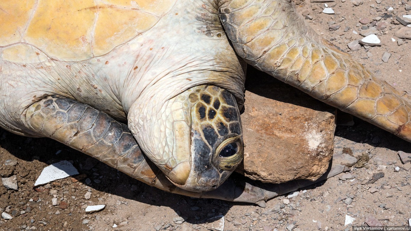 WE DEMAND TO STOP THE CRUELING TREATMENT OF SEA ANIMALS AND FISH IN THE MARKETS OF SOMALIA