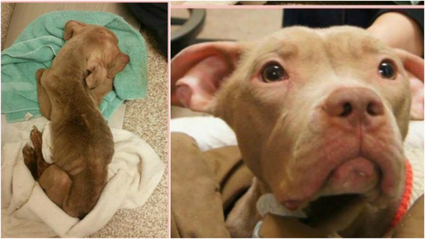 Justice For Ariel â€“ pet dog deprived of food and water for weeks!