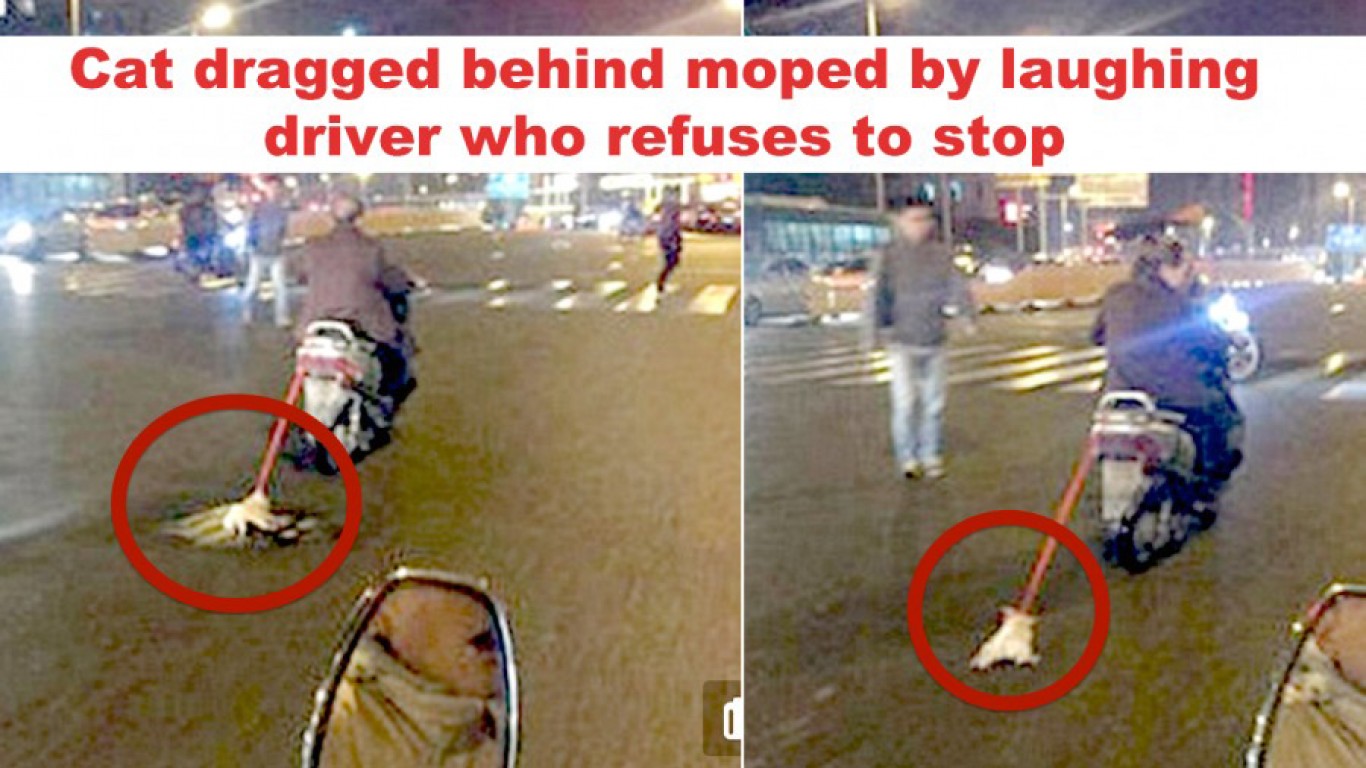 Justice for cat dragged behind moped by laughing driver!