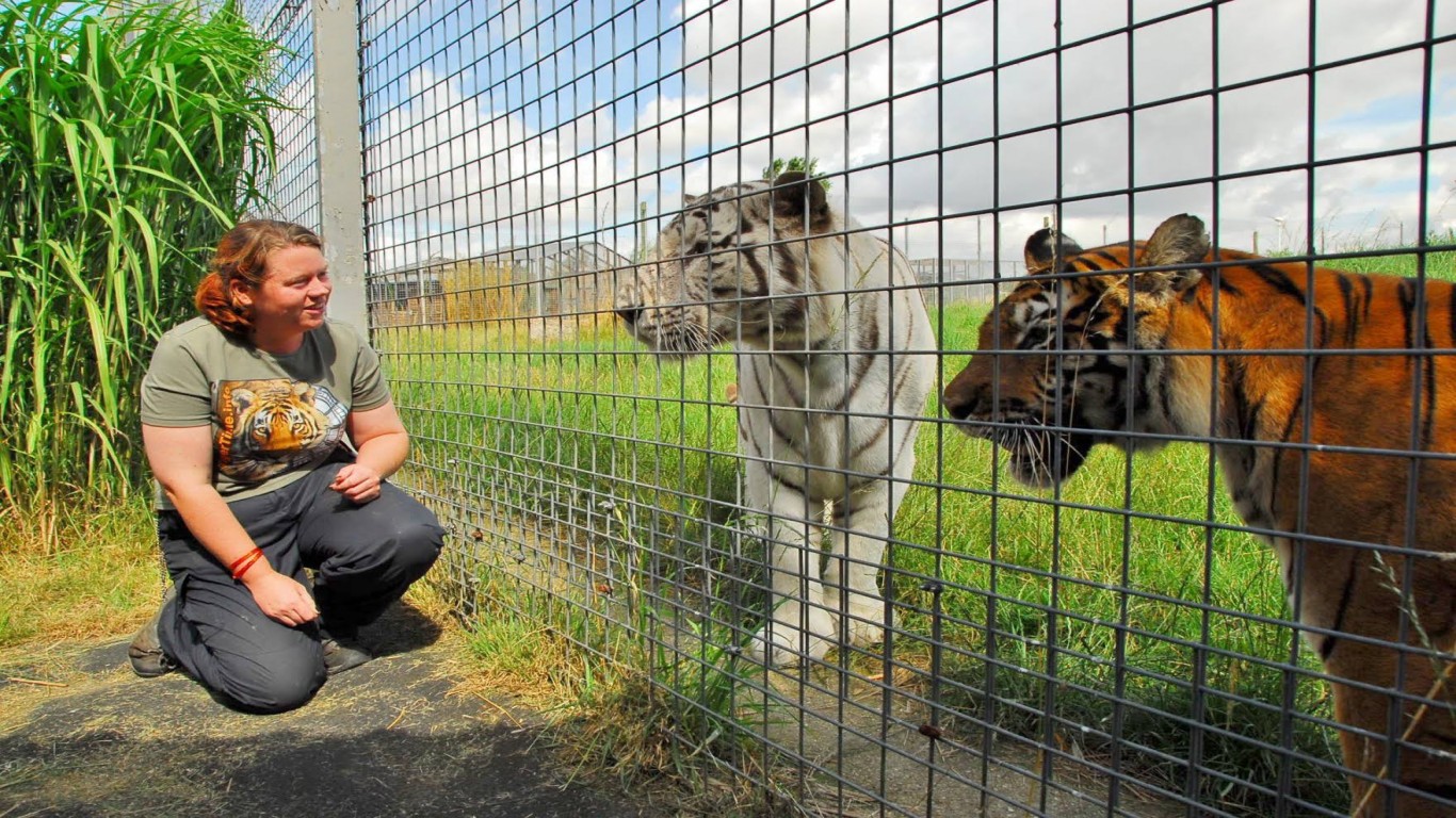 Stop Hamerton Zoo from putting down tiger that mauled keeper!