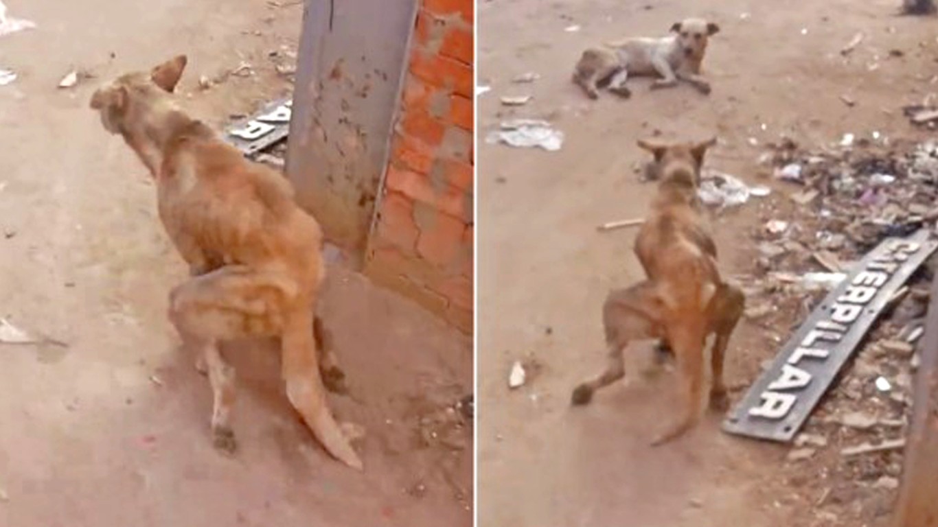 Paralyzed dog is left to die on the streets with no help! Act Now To Save Him!