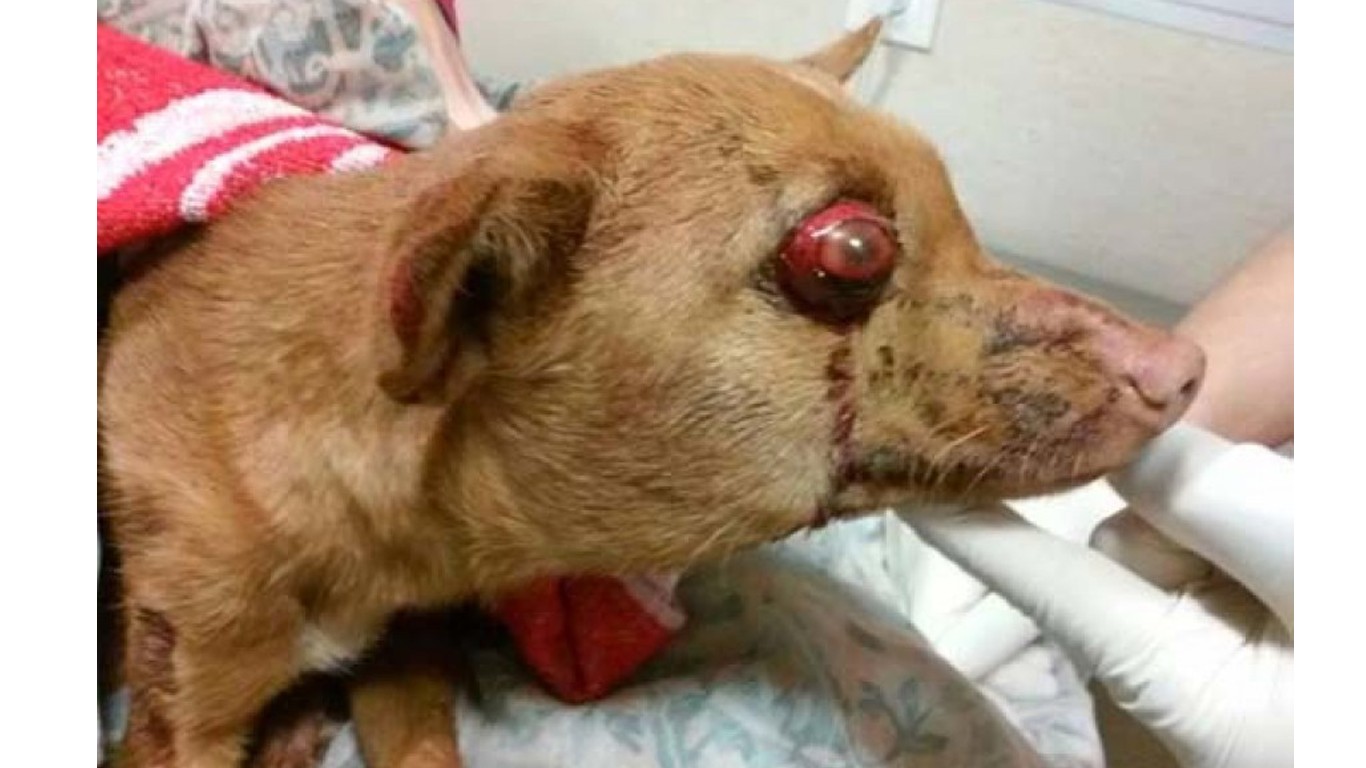 Justice for Iris â€“ dog thrown in the trash with one eye poked out!