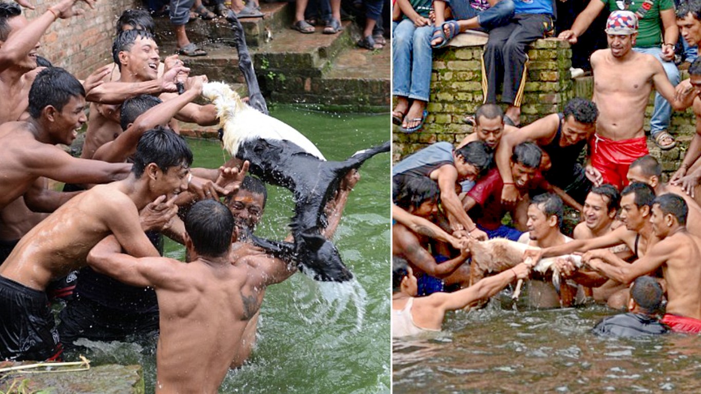 Stop festival where live goat is ripped apart by villagers with bare hands!