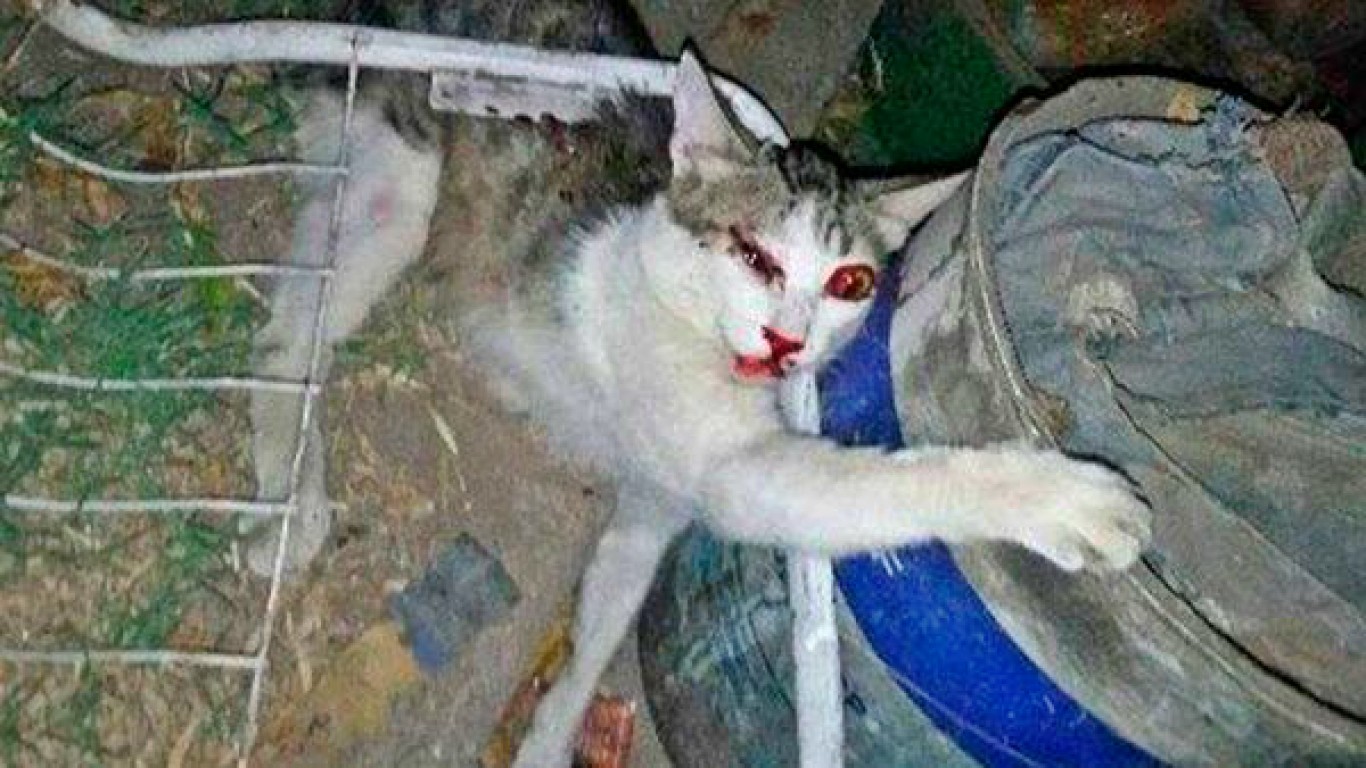 Punish family that savagely beat their pet cat for stealing some food!