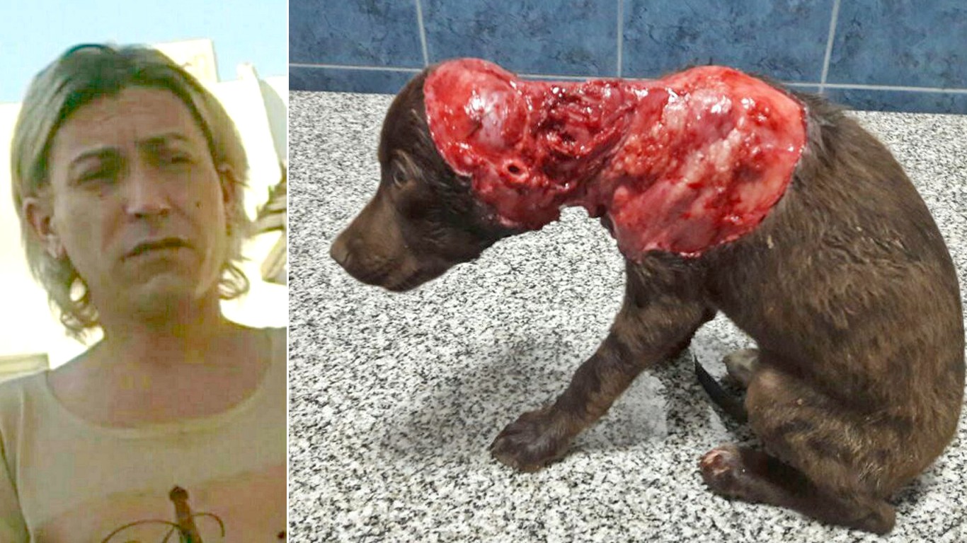 Justice For Chocolate â€“ Punish coward that skinned puppy alive for barking too much!