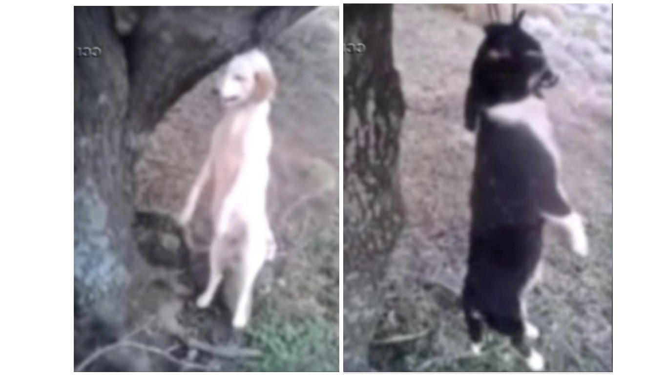 Justice for the two dogs left to hang from trees!