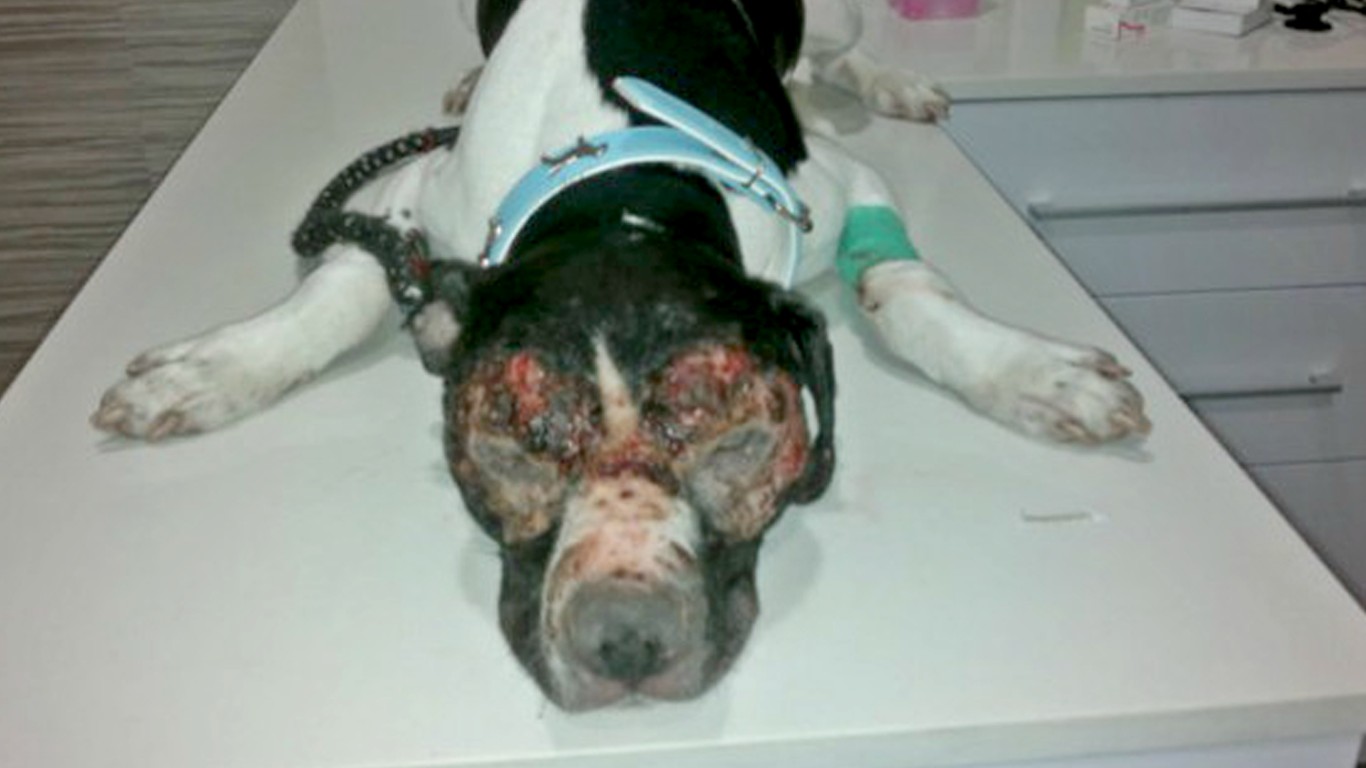 Justice for Nala â€“ punish cruel owner that sprinkled salt in dogâ€™s eyes until she went blind!