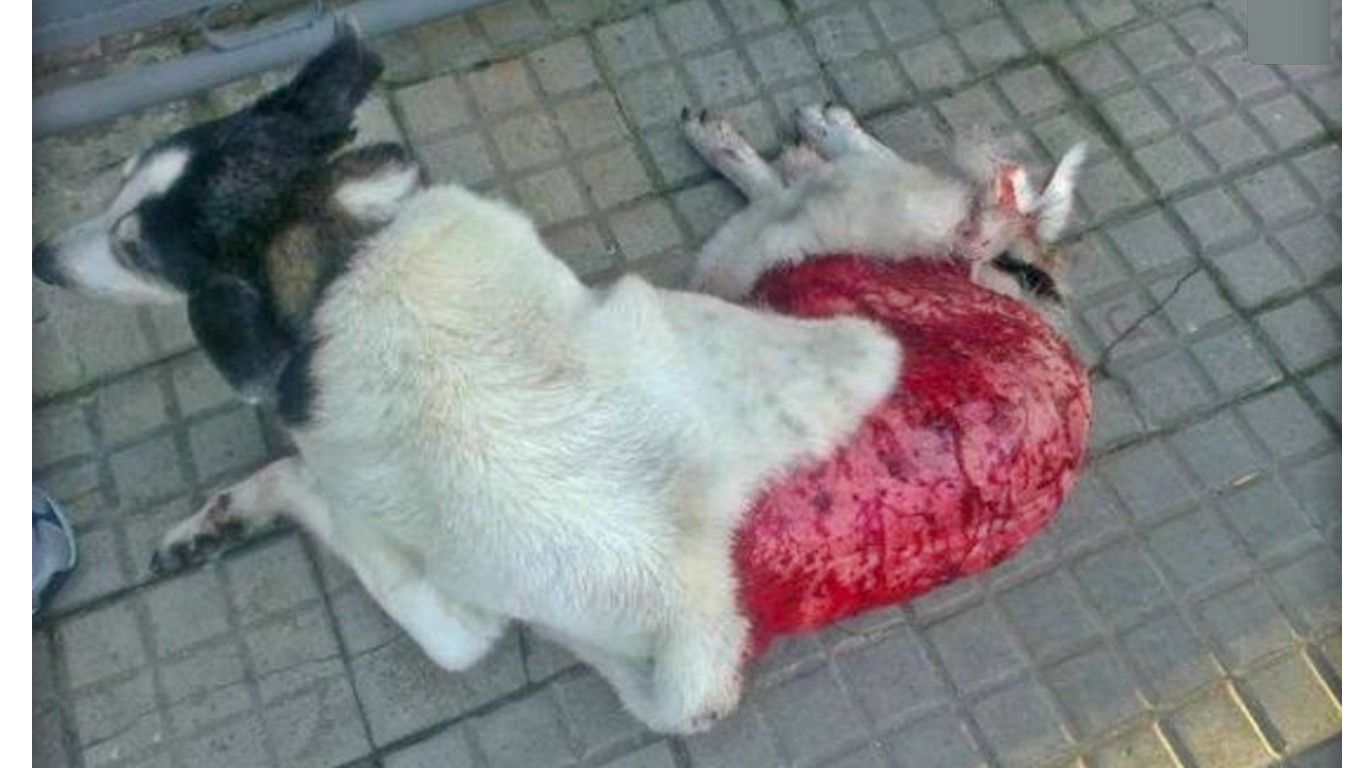 Justice For Dina â€“ dog skinned alive and left to die on the streets!