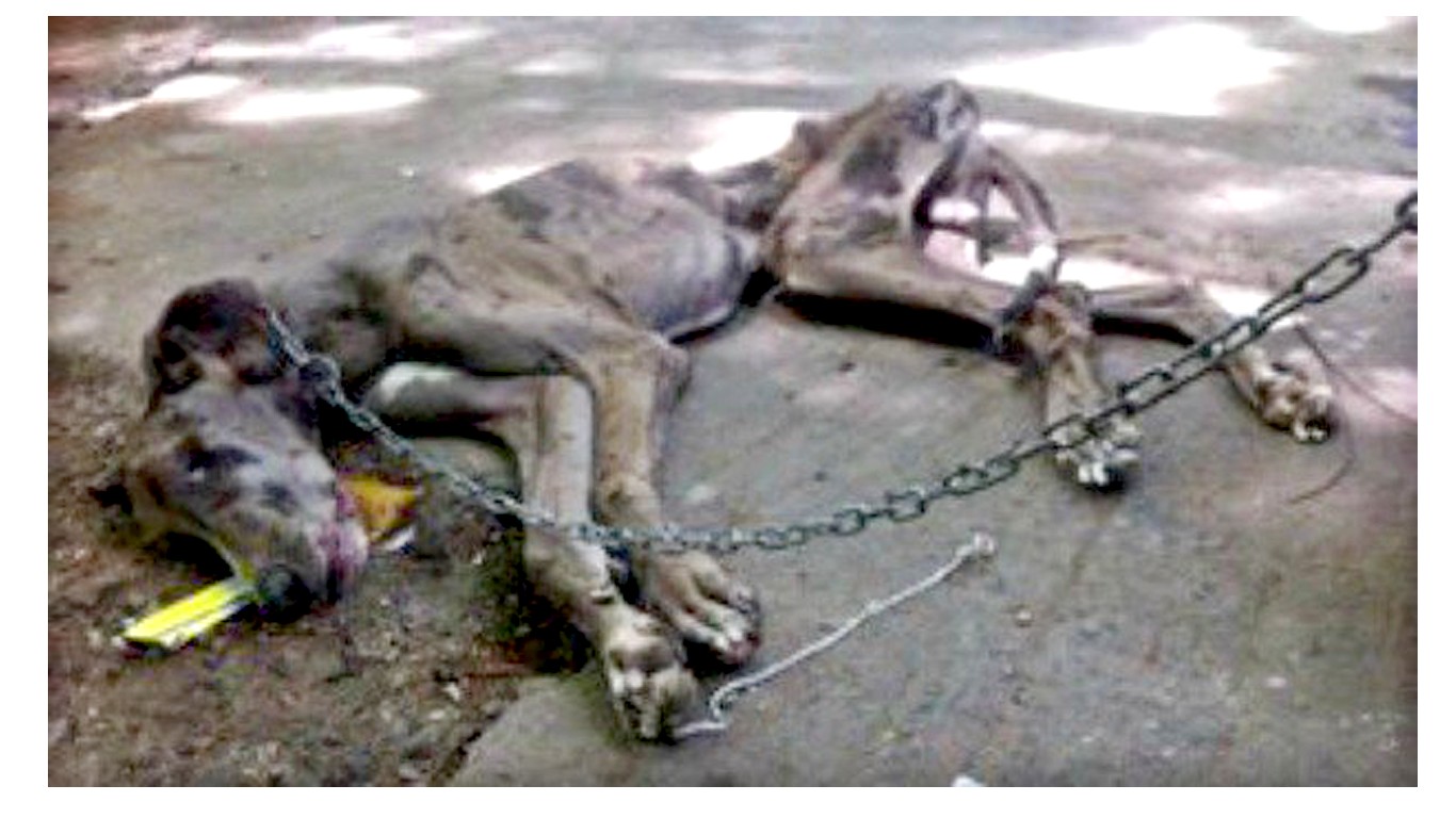 Pet dog chained outside and left to starve to death gets no justice! Will you be his voice?