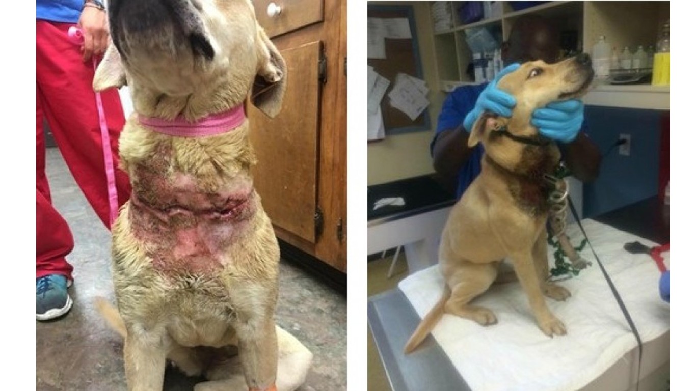 Justice For Lizzy â€“ Pet dog kept on a chain for months!