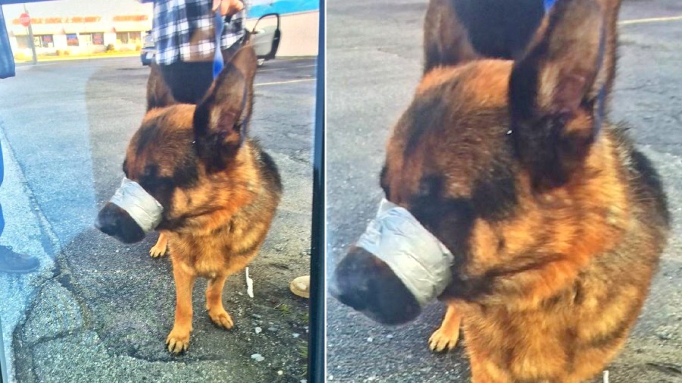 Justice For German Shepherd Found With Muzzle Taped Shut!