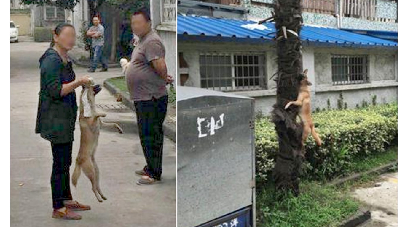 China: Cruel woman hangs pet dog to a tree and leaves it to die! Take Action Now!