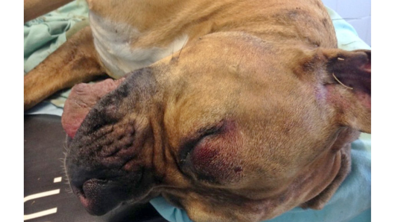 Justice For Roxy â€“ Tied up in a stream with severe injuries!