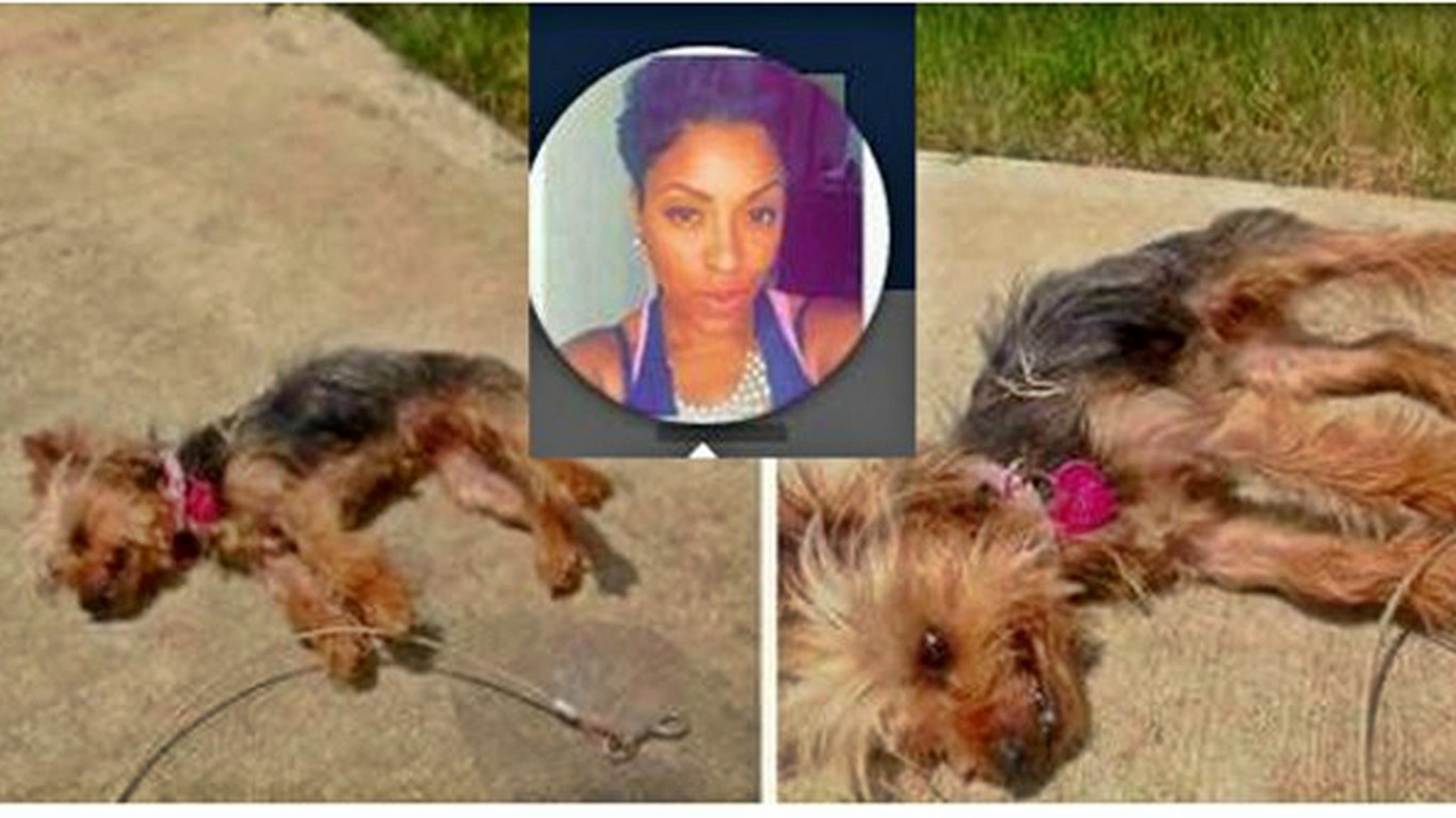 Prosecute woman that left her dog to die in the heat and bragged about it online!