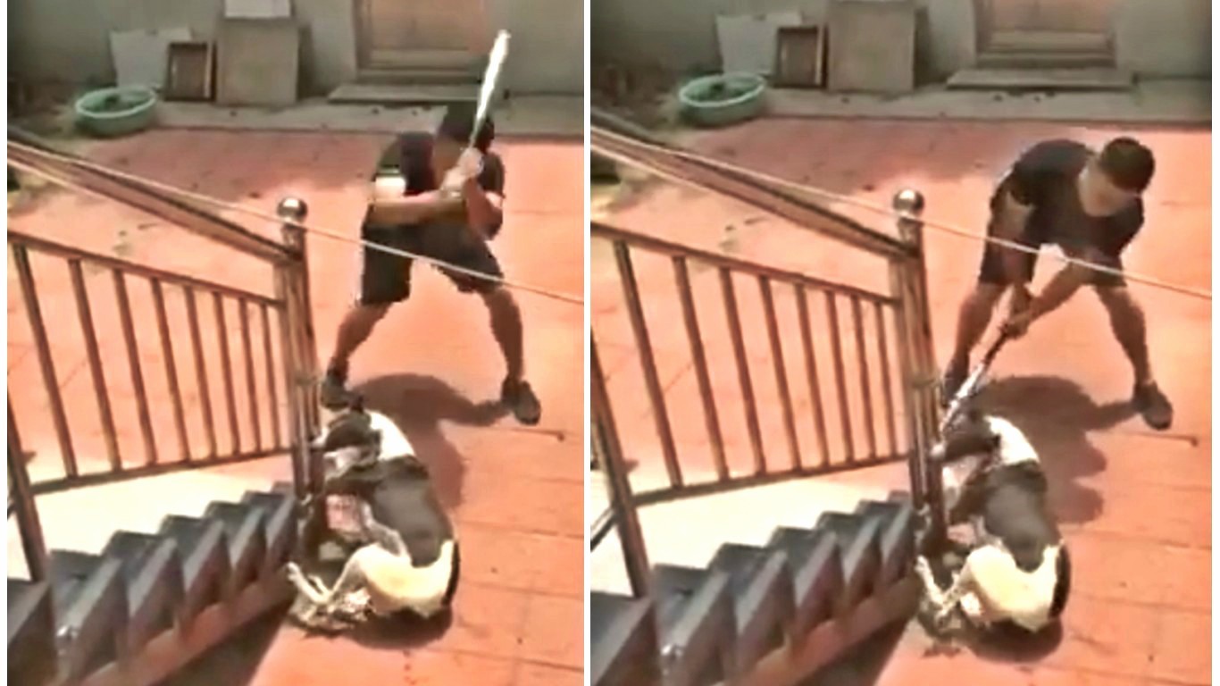 Punish coward who beat helpless dog with a baseball bat and laughed!