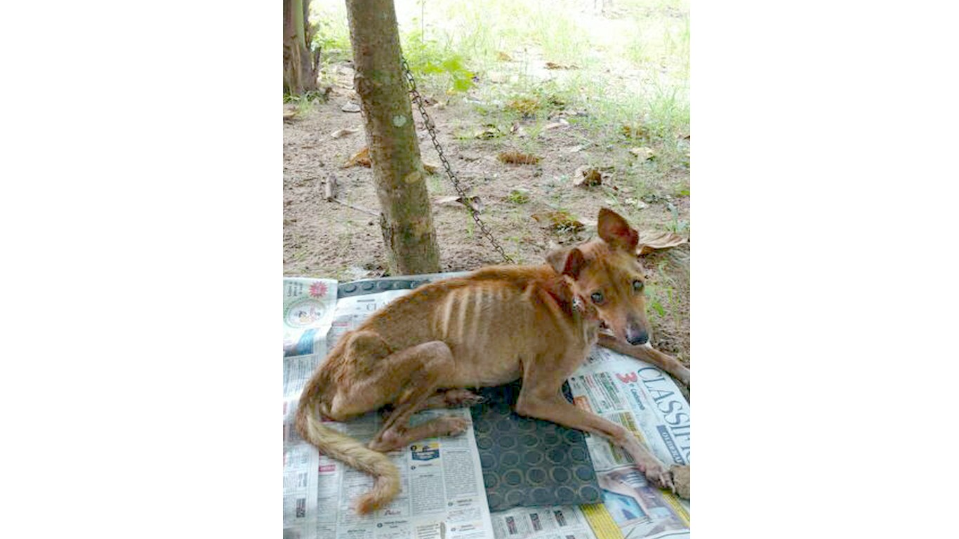 Rescue starved dog chained to a tree 24/7 by cruel owner!