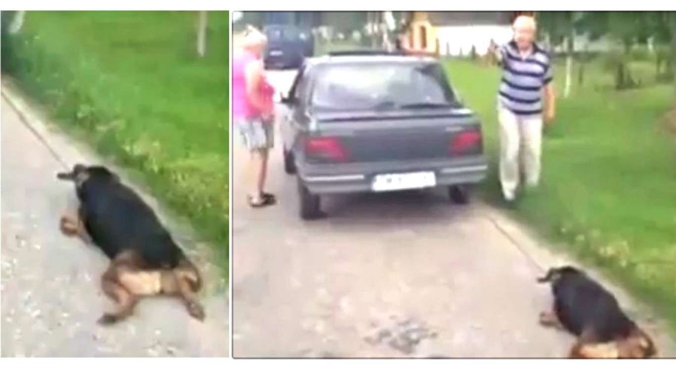 Punish elderly couple that dragged pet dog behind car for miles!