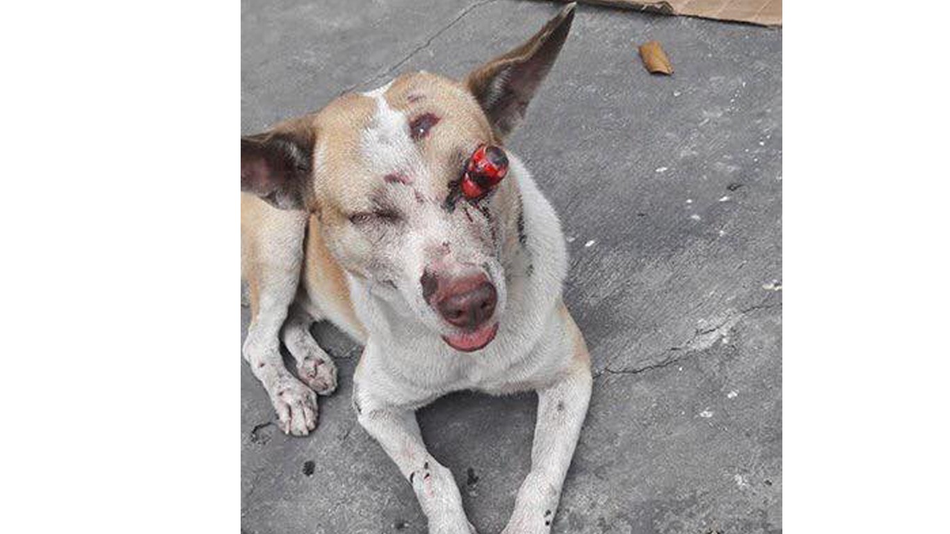 Justice for Sya â€“ she had her eyes poked out and left to die in the street!