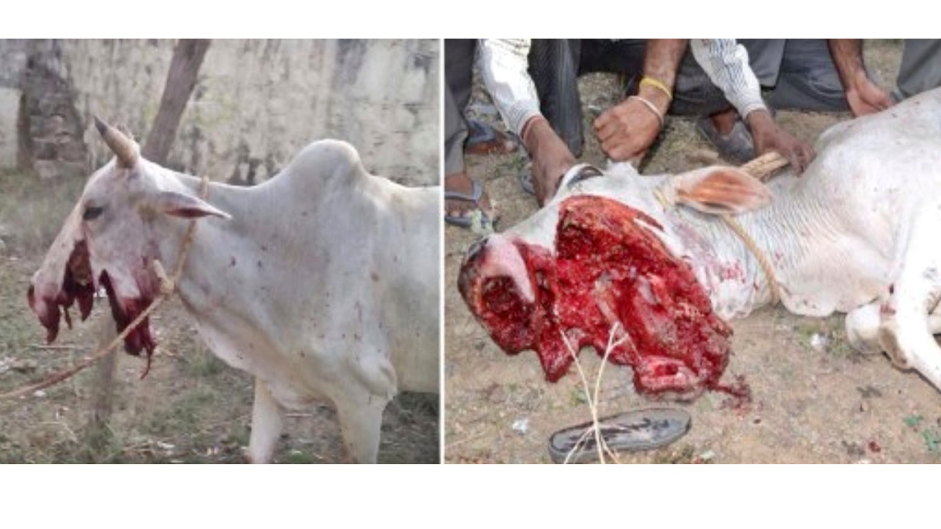 India â€“ Punish thugs that strapped fireworks to cowâ€™s face and set them off for fun!