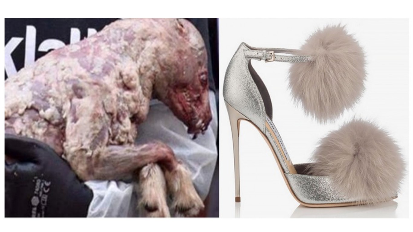 Stop Jimmy Choo from skinning countless animals for pricey fur shoes!