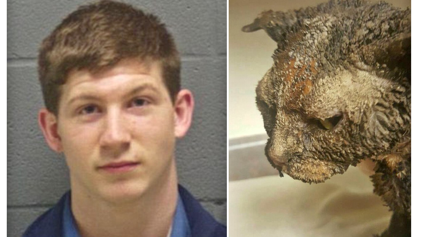 Demand jail time for man that doused kitten in gasoline and set her on fire!