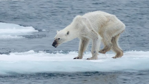 Save the polar bears from Svalbard archipelago, Norway!