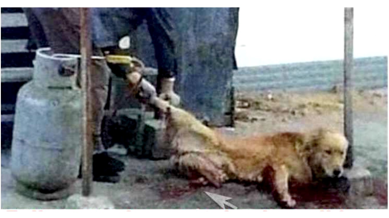 China: Stolen pet dog has limbs cut off before being skinned alive! Take Action Now!