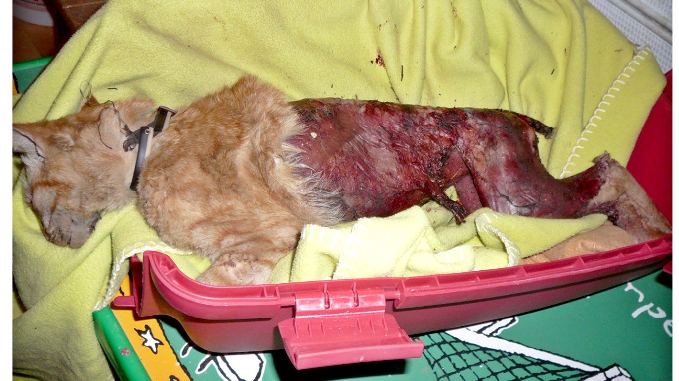 Justice for cat skinned alive and left to die in terrible pain!