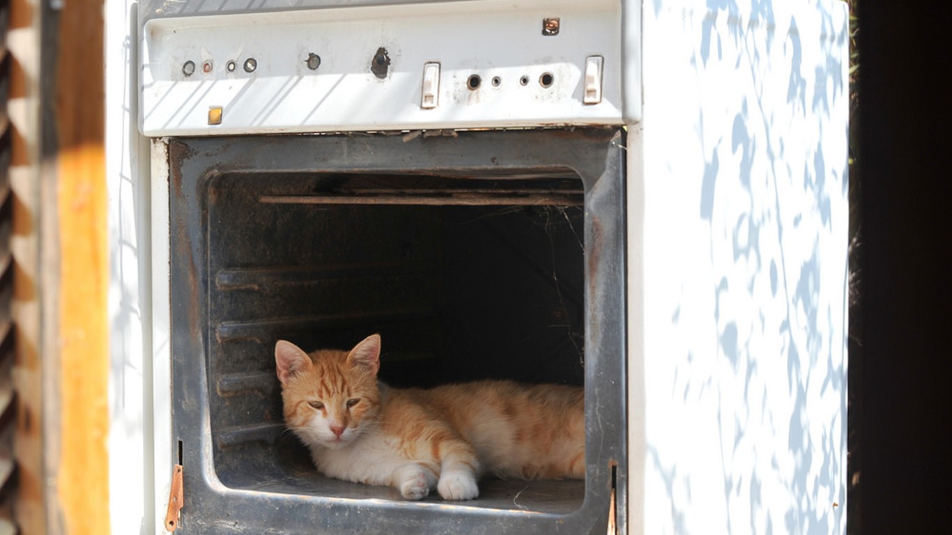 Demand jail time for man who roasted cat in the oven!