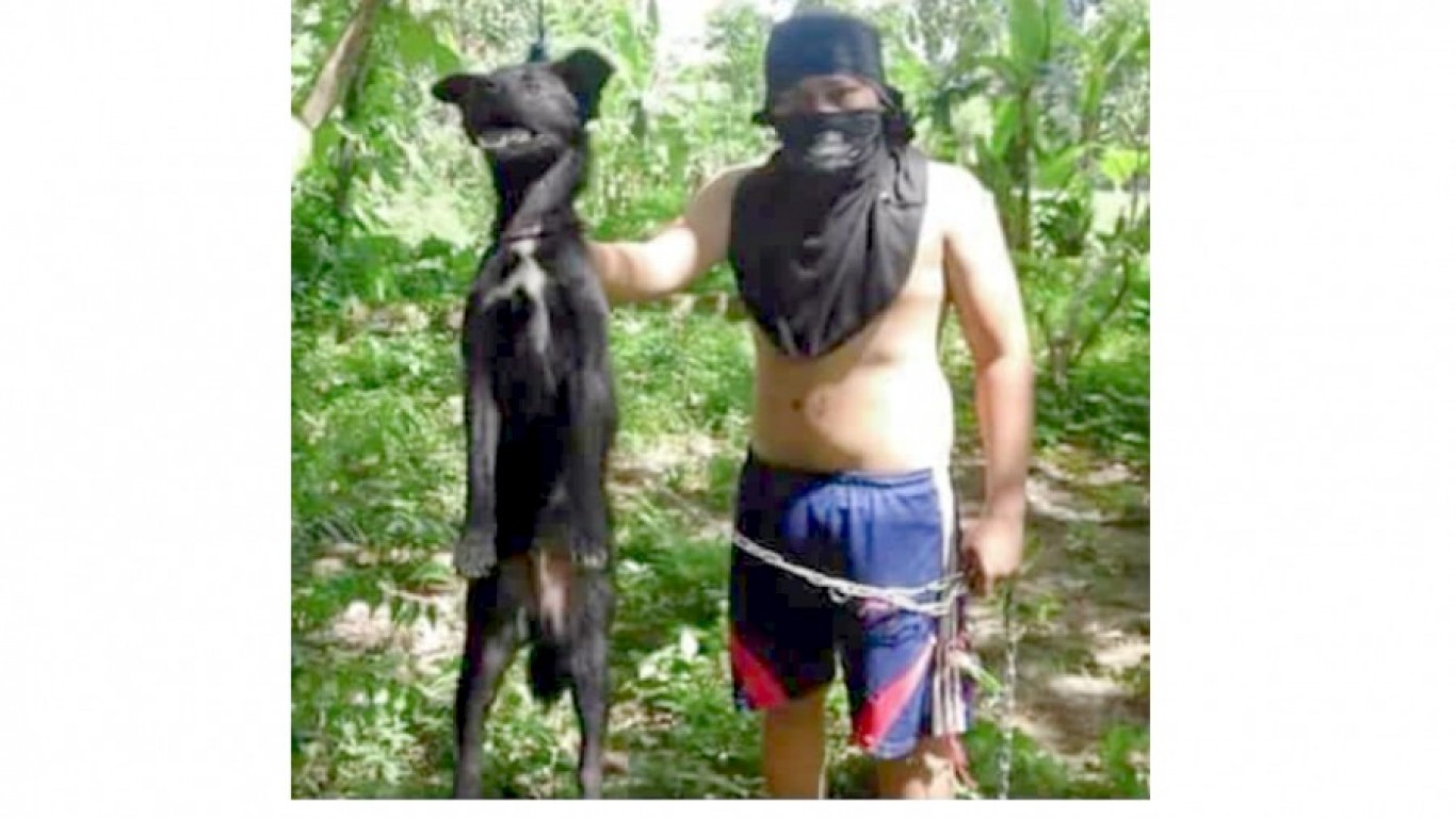 Punish coward that hung dog from tree, says he wants to see all animals suffer!