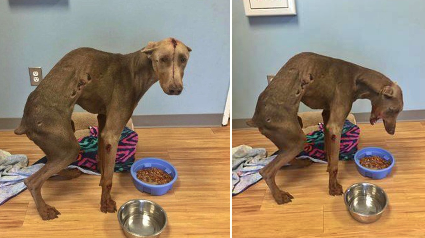 Justice For Spencer â€“ Doberman puppy left with a broken spine after months of abuse!