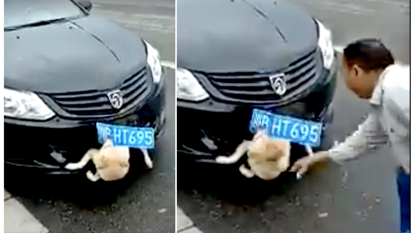 China: Dog hit by a car, so angry driver throws rocks at it!